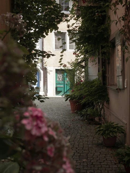 an alley with a few pots with pink flowers