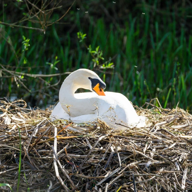 a white swan is sitting in the nest