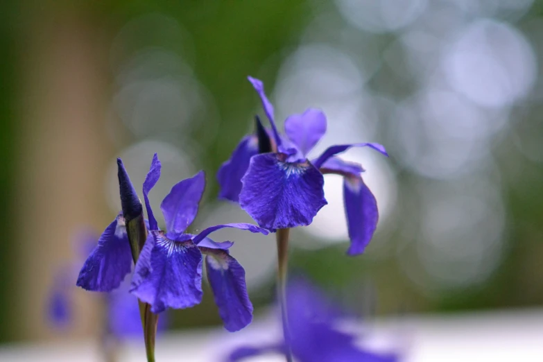 several small flowers with purple petals sitting on a table