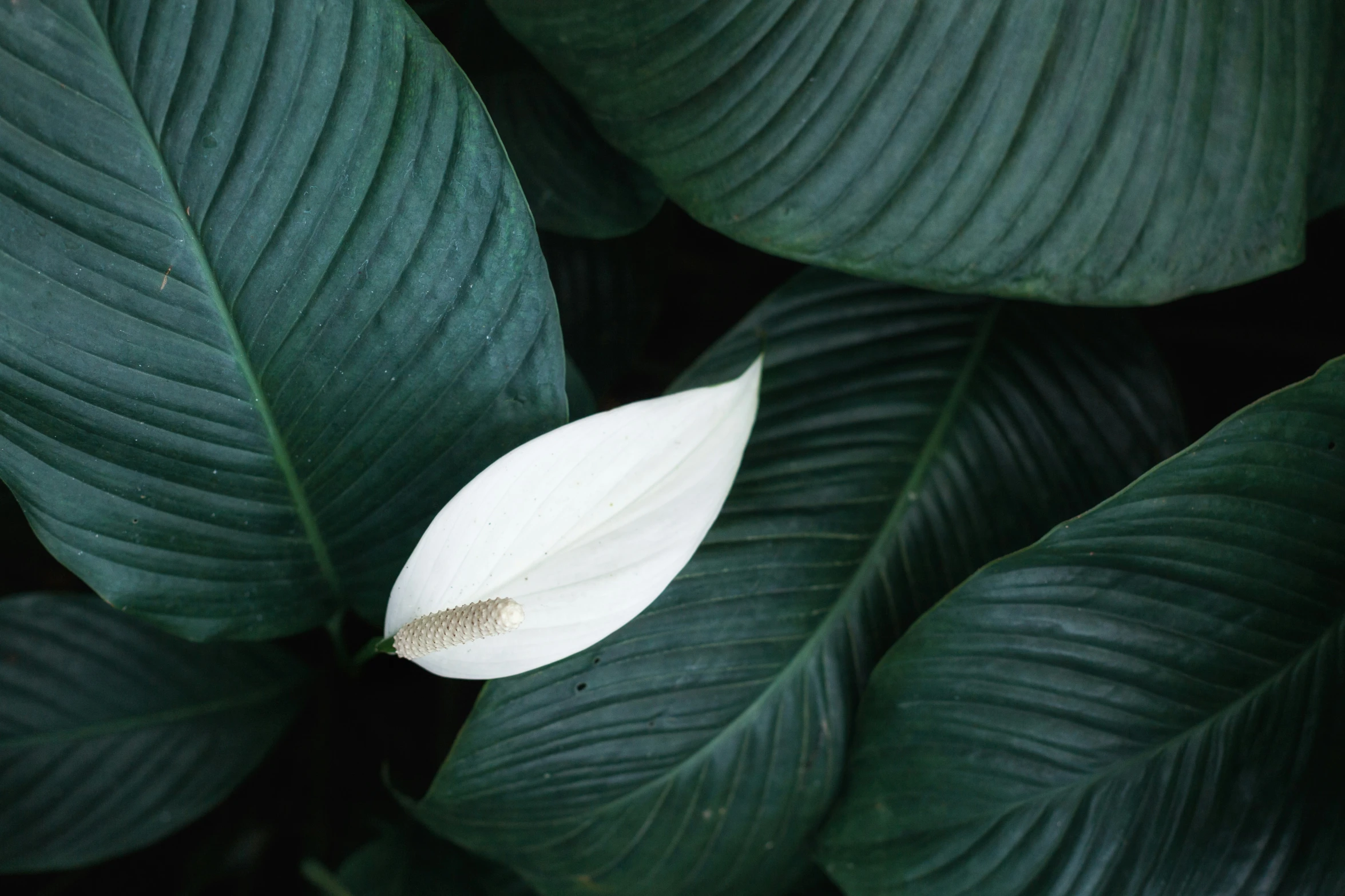 a large green leaf that is by some plants