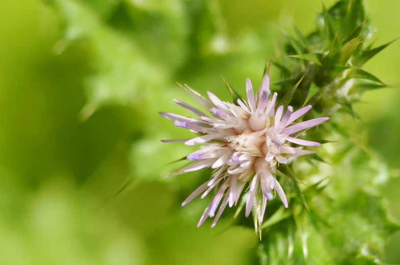 the small pink flower is on top of the green plant