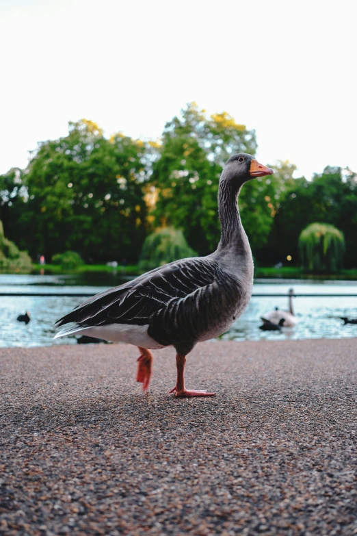 a small grey duck with its beak open on a beach