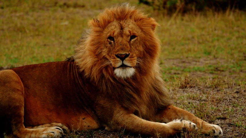 an adult lion laying on a lush green field