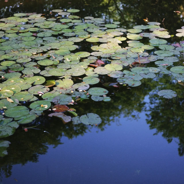 large lily pad with green leaves and reflection in water