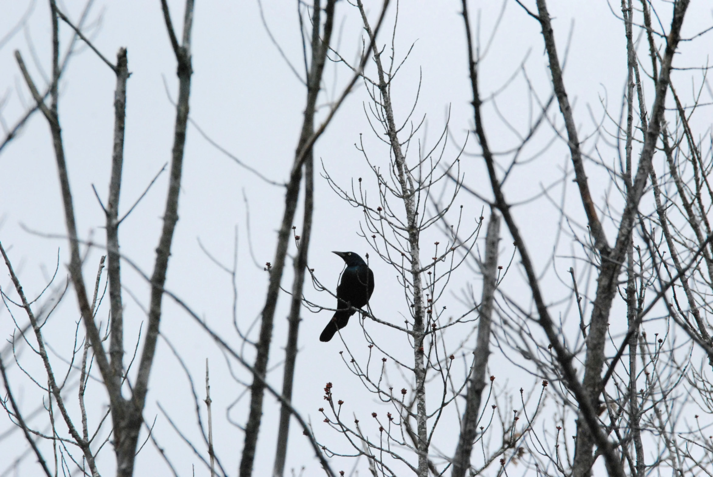 a bird sitting on a tree nch during the day