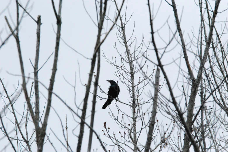 a bird sitting on a tree nch during the day