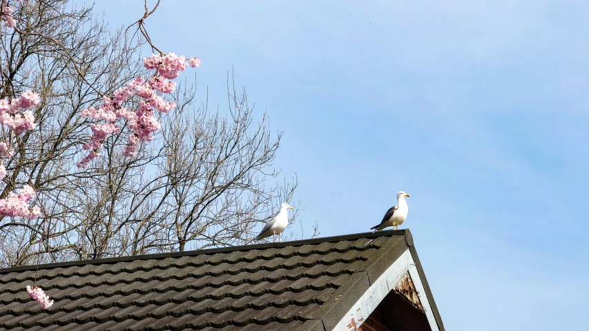 some white birds are sitting on a roof