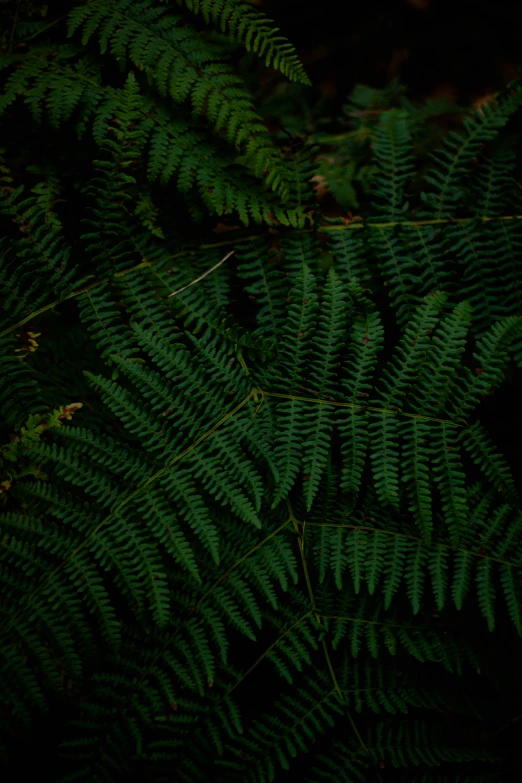 green ferns in the forest illuminated by soft lighting