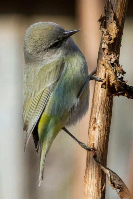 a green bird is sitting on a nch