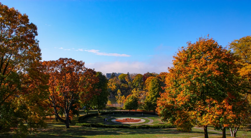 a park filled with trees covered in fall foliage