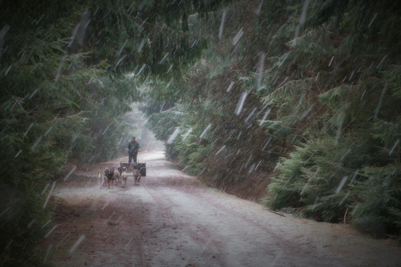 a person walking with a horse and carriage in the rain