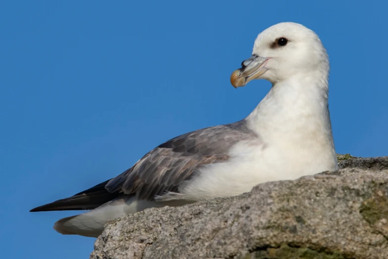 a close up of a seagull on a rock