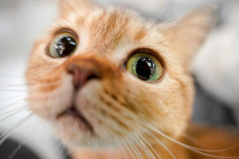 an orange cat with green eyes staring at the camera