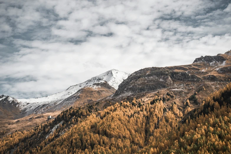 trees stand in the foreground as an outcropping of snow - capped mountains hovers behind them