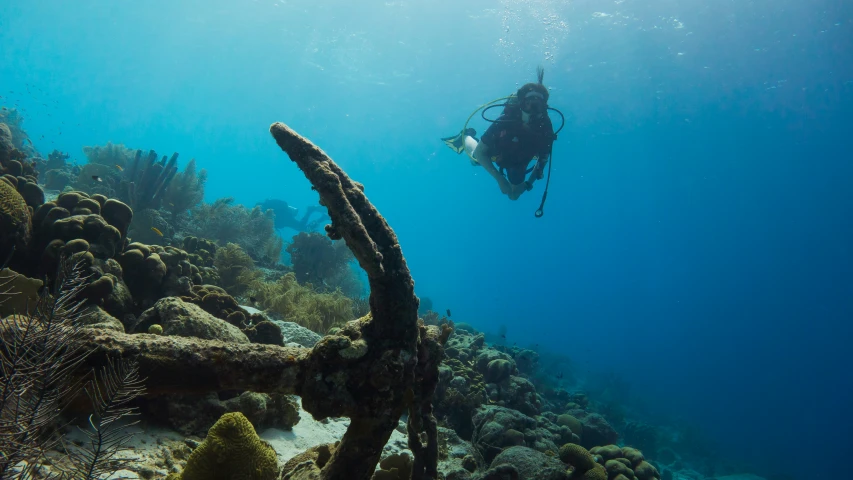 a scuba is taking a dive over a sea weed