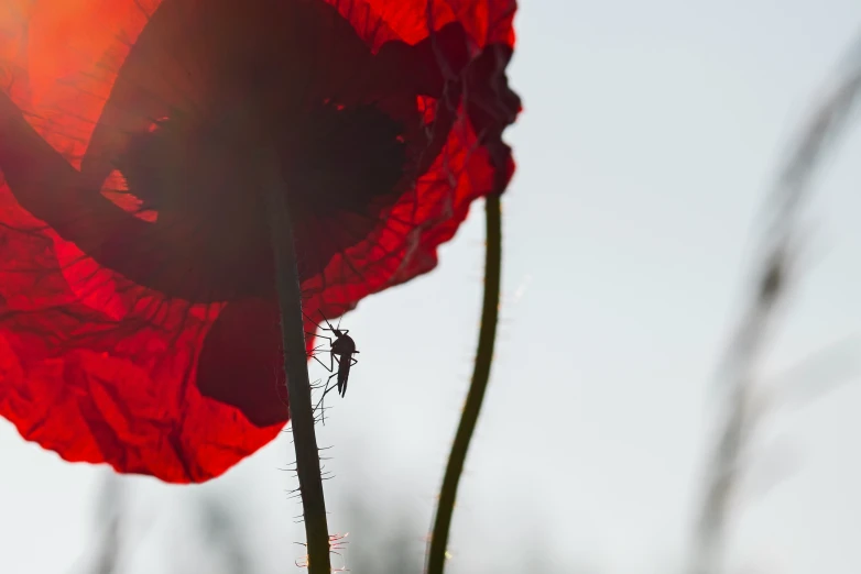 closeup of a poppy flower with sunlight streaming down on it