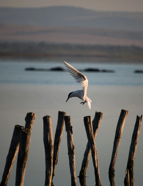 the bird is flying over the water by the fence