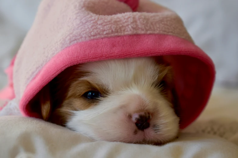 a small brown and white puppy is under a pink hat