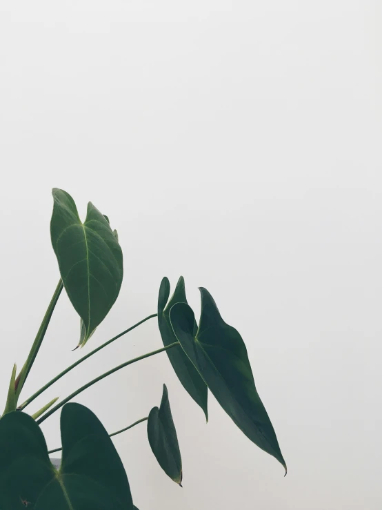 a plant with large green leaves on it