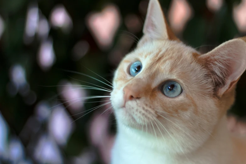 a cat with blue eyes is looking up at the camera