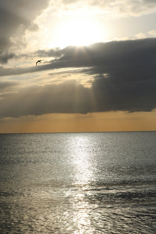 a bird flying high up in the sky above the ocean