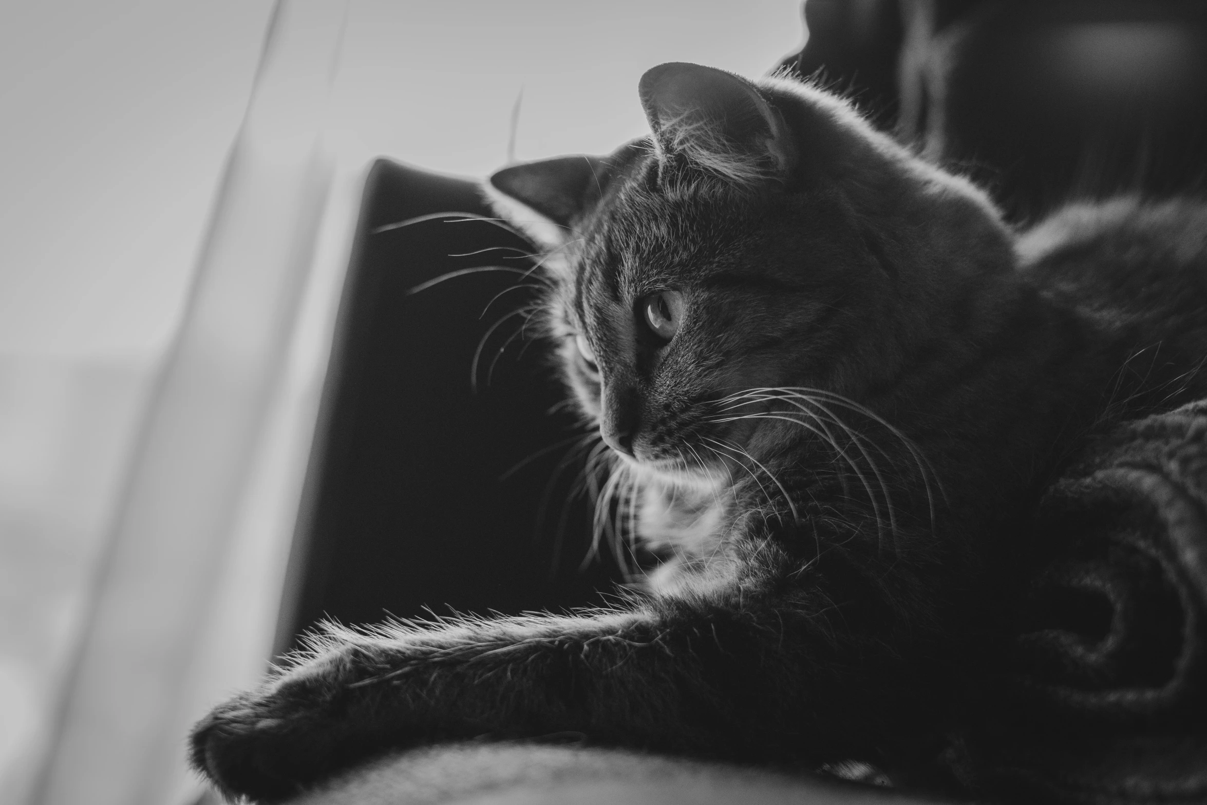 black and white image of a cat lying on top of a persons hand