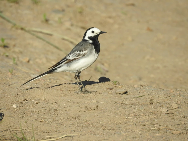 a black and white bird standing on the ground