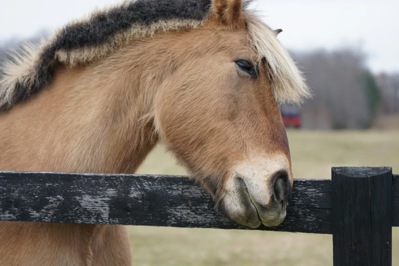 a horse that is standing on a wooden surface