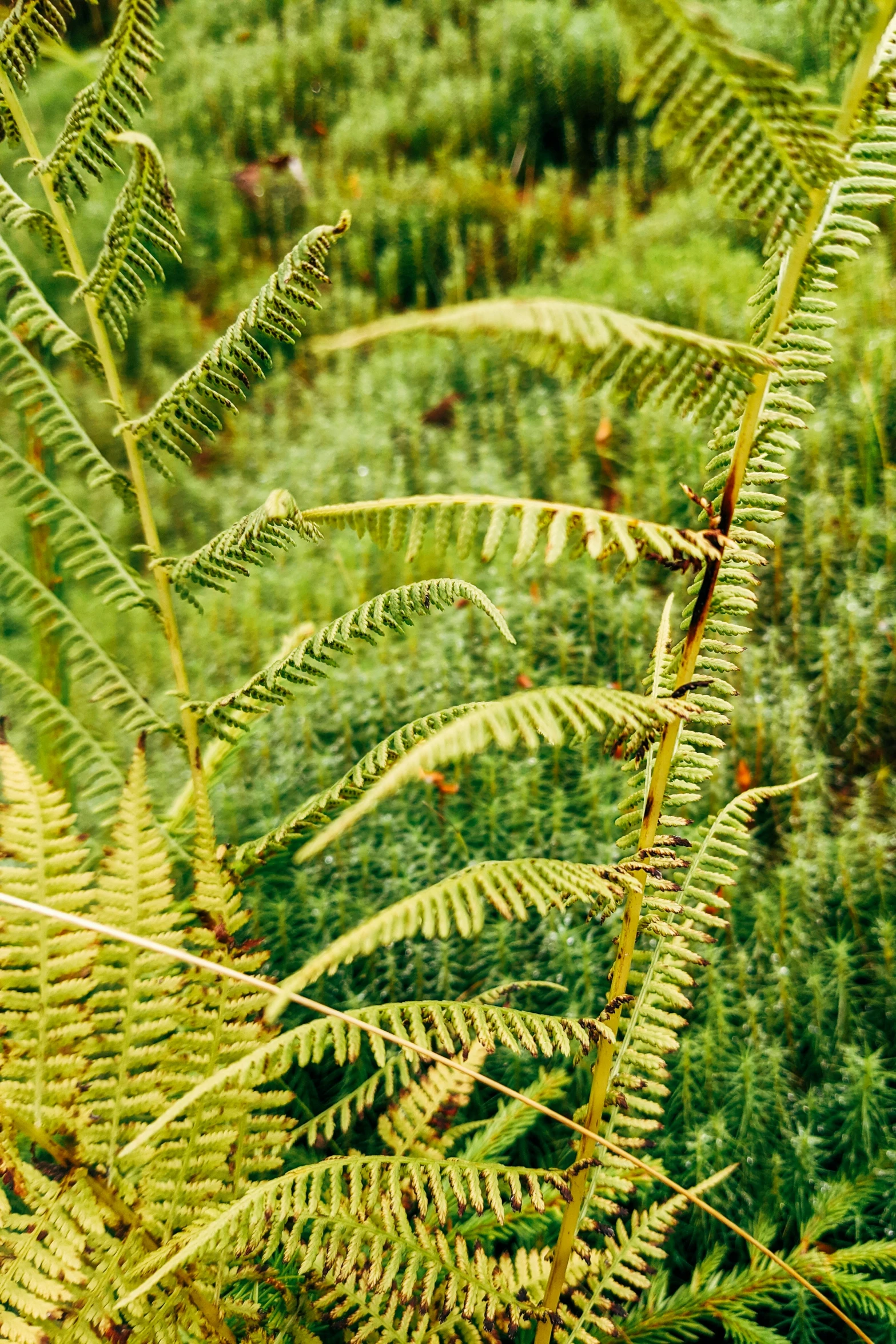 a green plant with large leaves is in the foreground