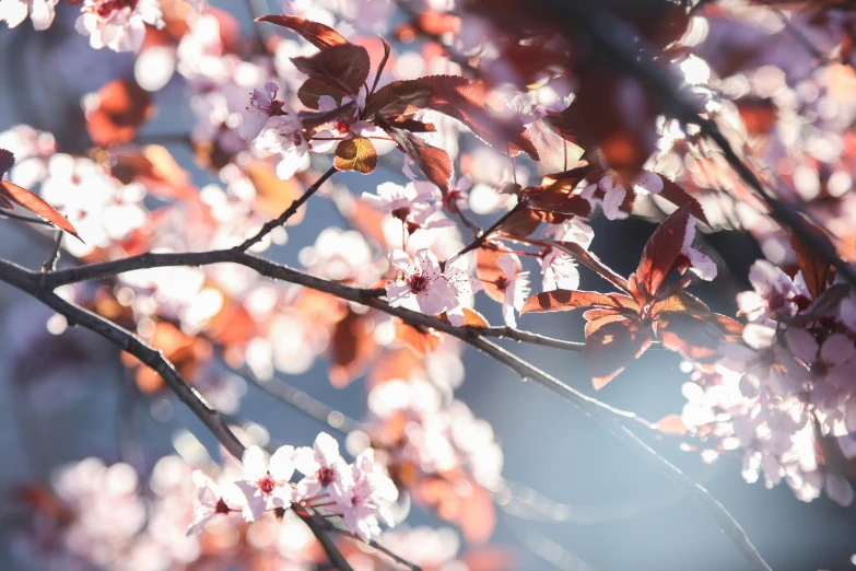 a tree nch with white flowers and red leaves