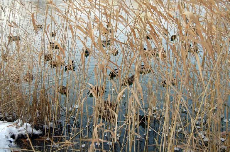 many flowers are sitting in the water