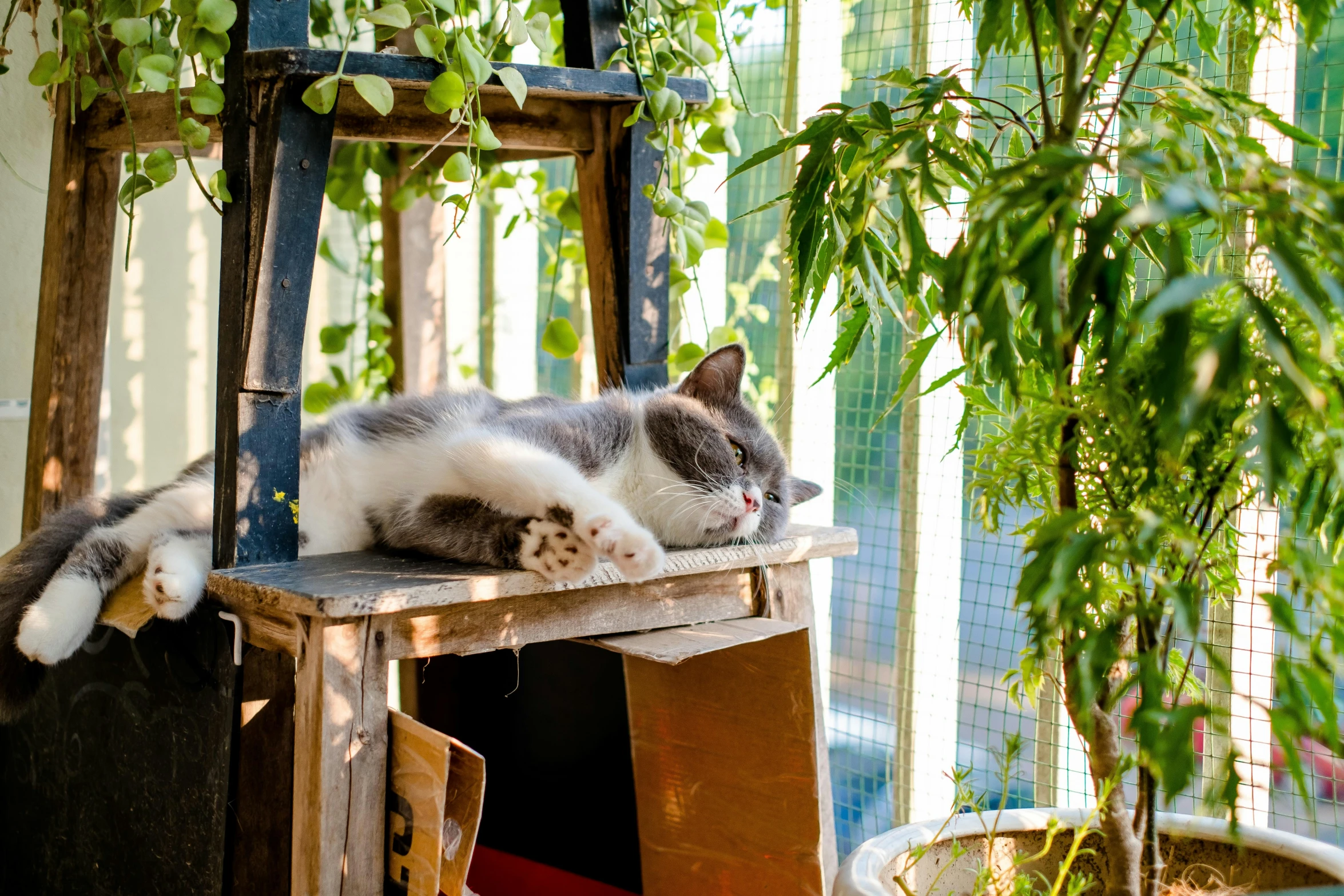 a large gray and white cat laying on top of a wooden stand