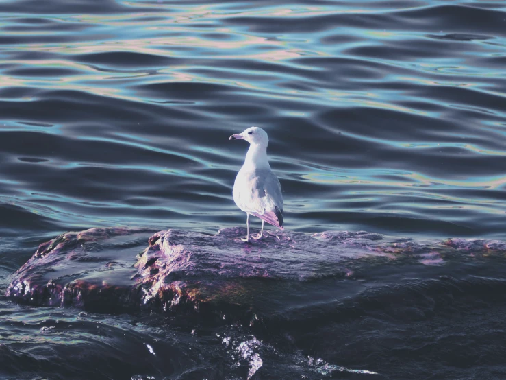 a seagull stands on the edge of a rock on the water