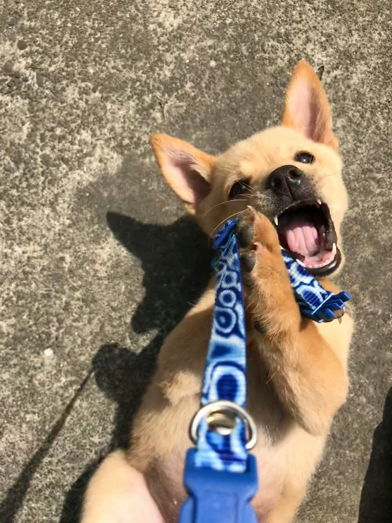 a tan dog wearing a blue leash and looking up at the camera