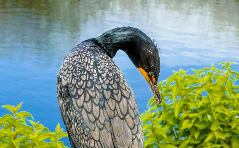 a large bird with a long beak sits on top of a ledge next to a body of water