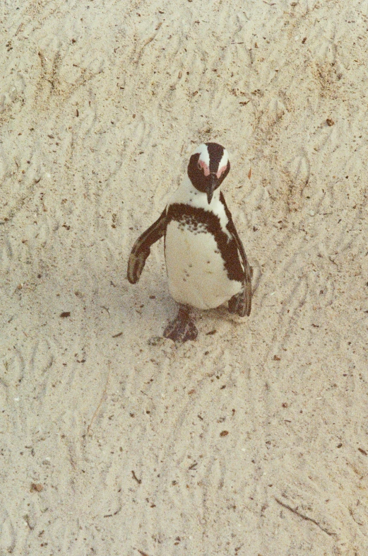 a lone penguin on a sandy beach looks back