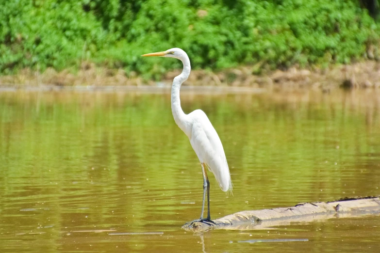 a crane standing in a body of water