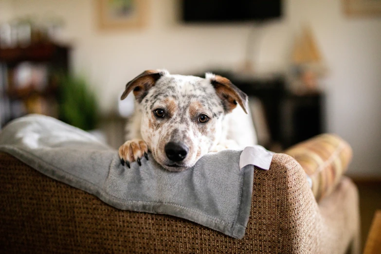 a dog lying its head on the pillow of a couch