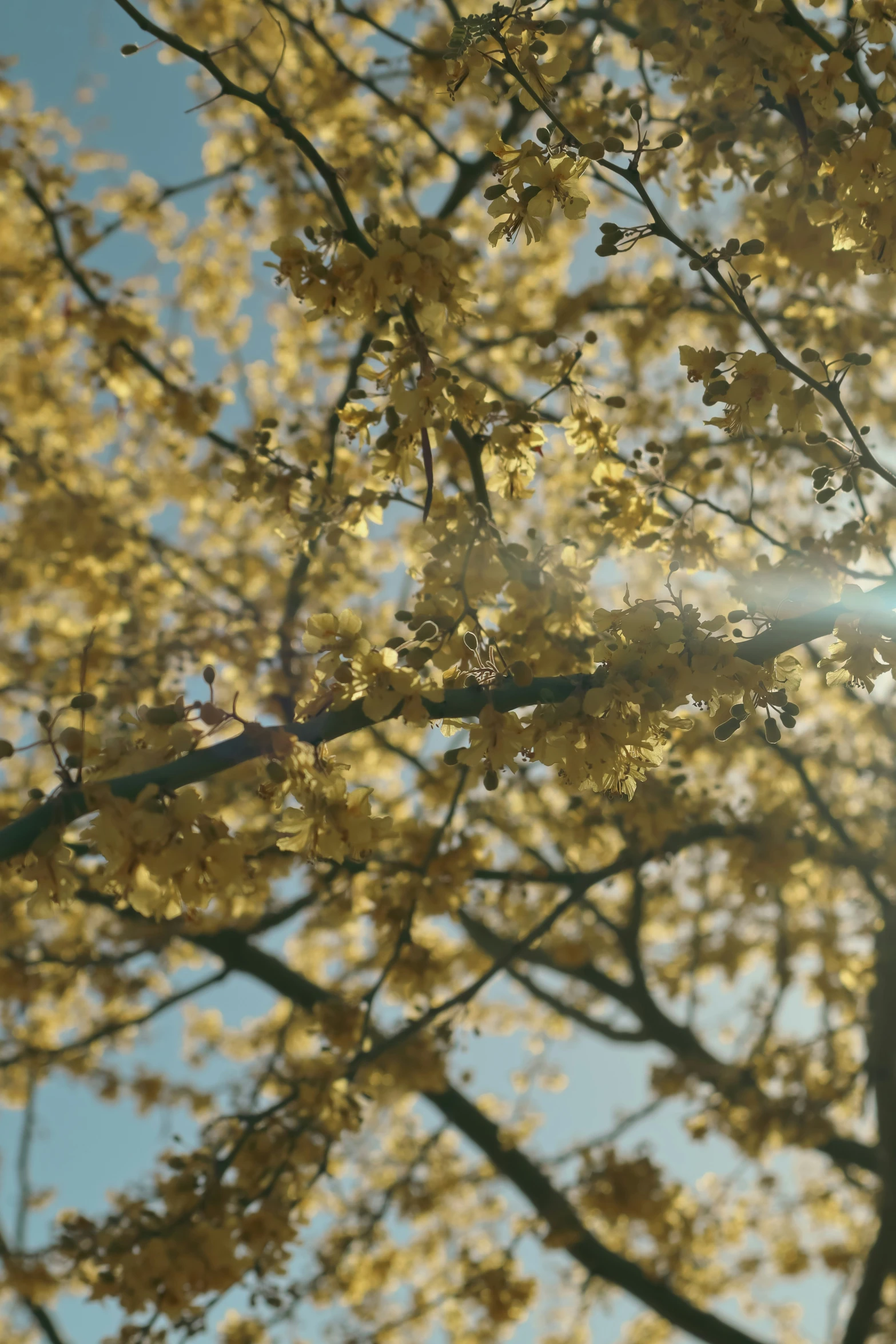 the sunlight shines through the leaves and nches of a tree