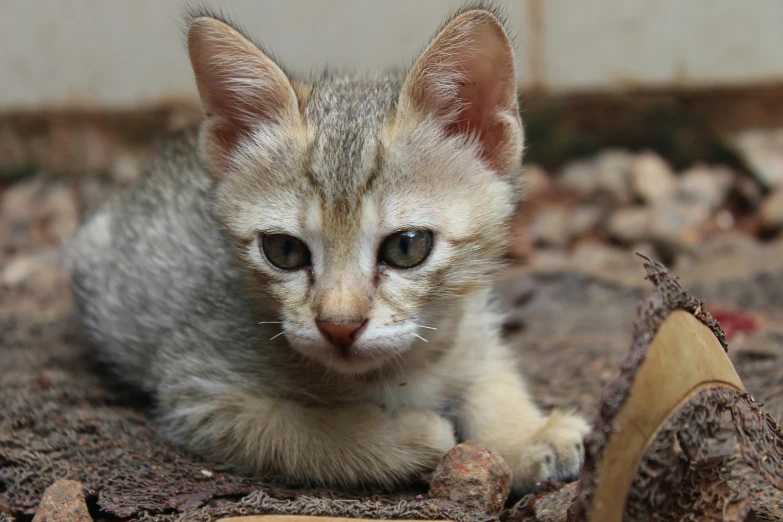 small kitten laying on top of a wooden plank