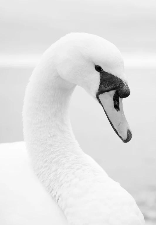 an up close view of a swan looking out