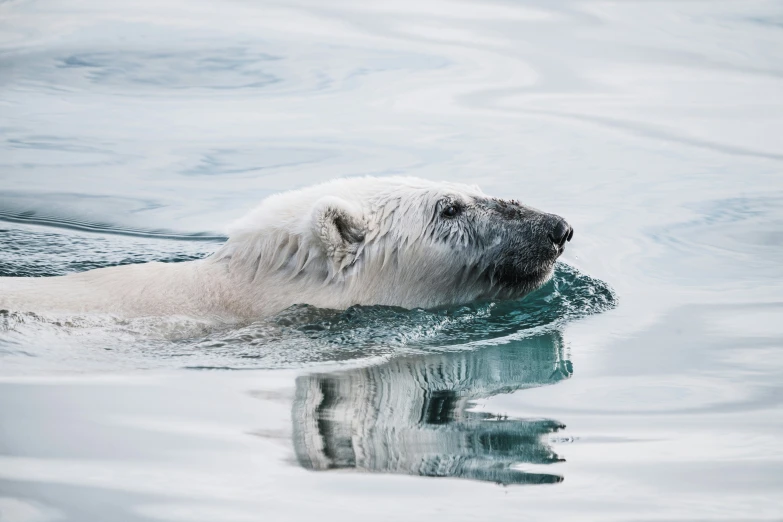 a polar bear swimming in the water