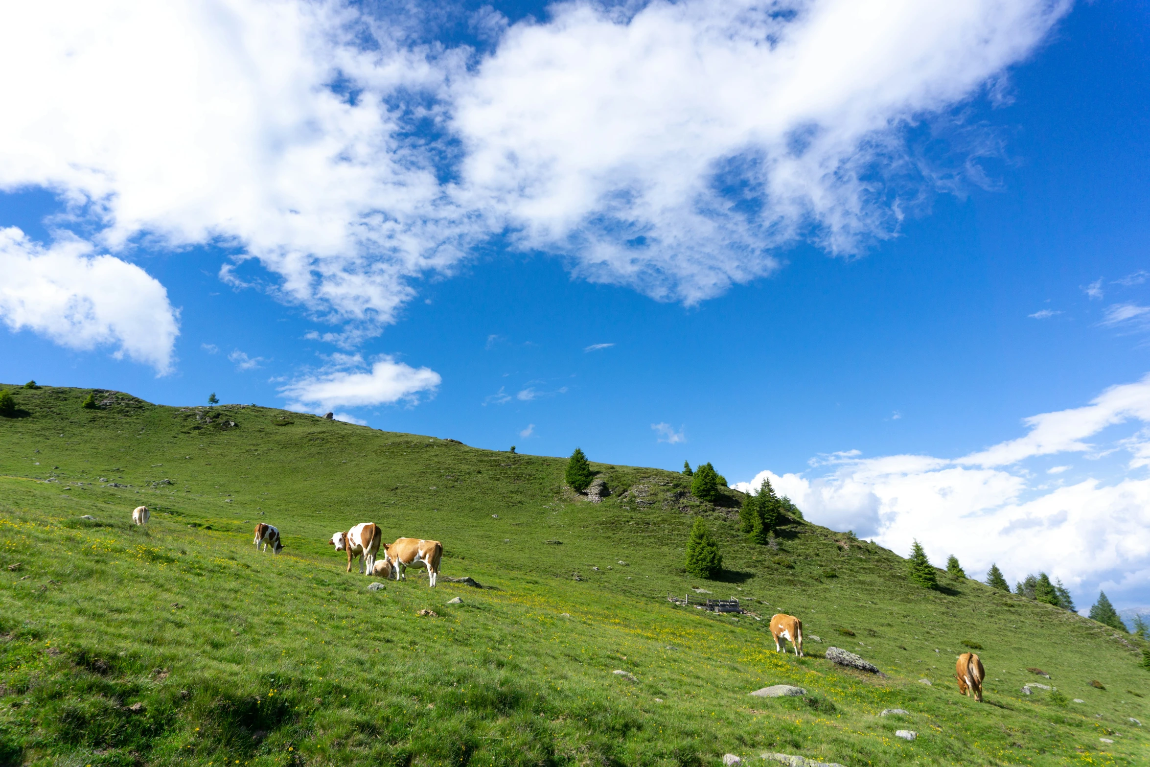 several cows are grazing on a large green field