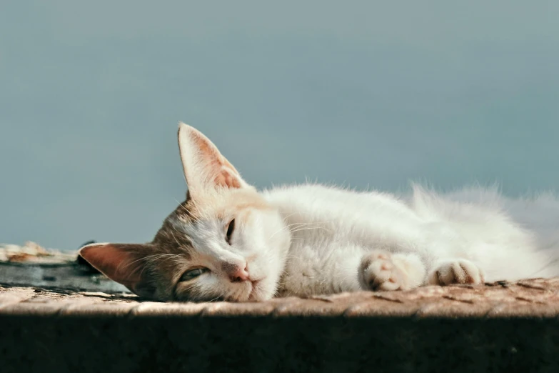 a white and orange cat sleeping on top of a bed