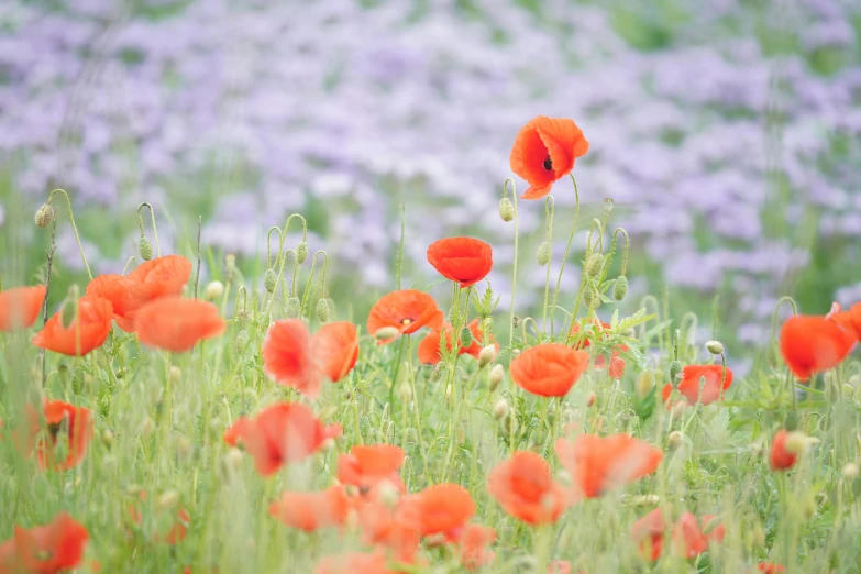 there are several flowers in the tall green grass