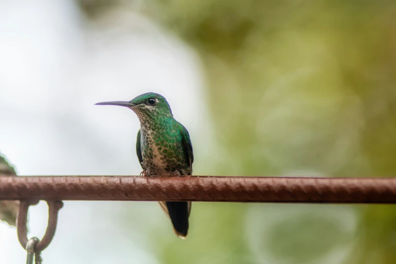 two small birds sitting on top of an electrical wire