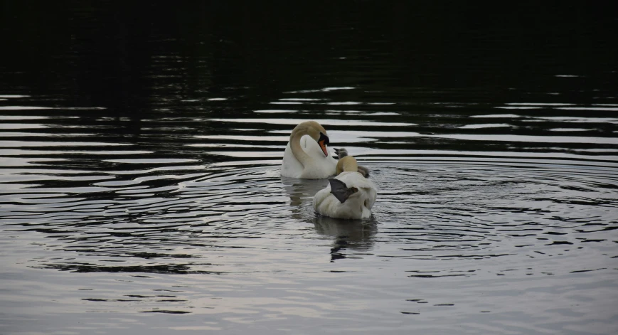 two swans that are swimming in some water