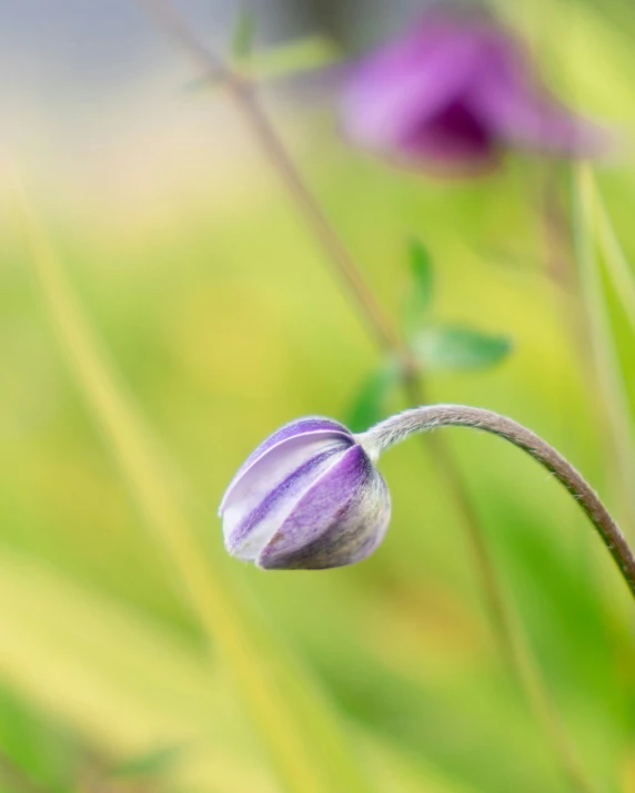 a purple flower growing on a stalk in front of green grass
