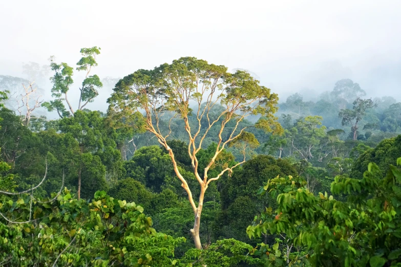 an aerial view of trees from a high hill