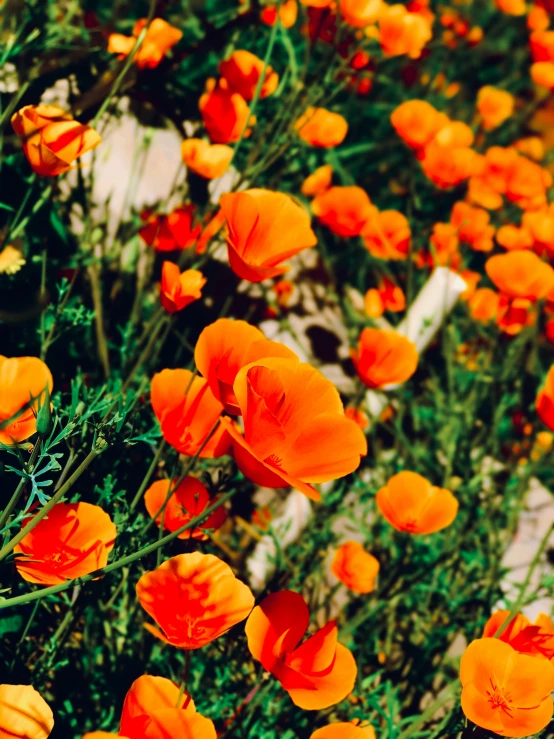 the bright orange flowers are growing in the field